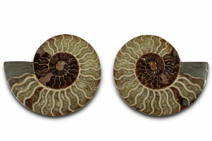 Cut & Polished, Agatized Ammonite Fossil - Madagascar #318109